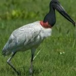 image of bird