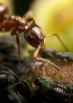 image of ant
