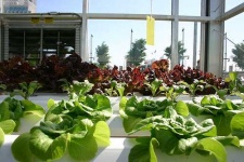 image of greenhouse