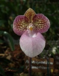 image of flower
