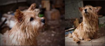 image of norwich_terrier