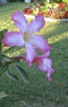 image of flower