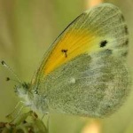 image of animal