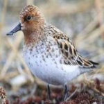 image of bird