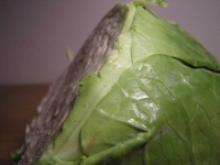 image of head_cabbage