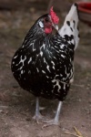 image of animal