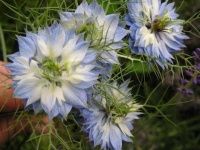image of flower