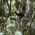 image of bird