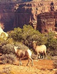 image of bighorn