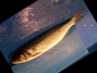 image of fish