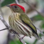 image of bird