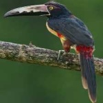 image of bird