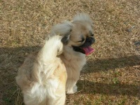 image of pekinese