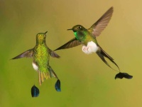 image of animal