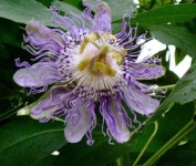 image of passion_flower #20