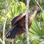 image of bird