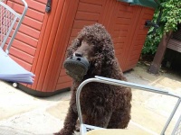 image of irish_water_spaniel #29