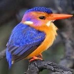 image of bird