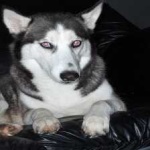 image of animal