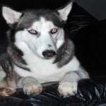 image of siberian_husky #9