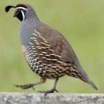 image of bird