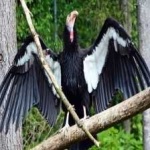 image of bird