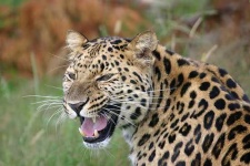 image of jaguar_car