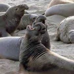 image of animal