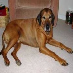 image of animal