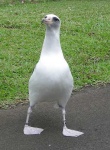image of albatross