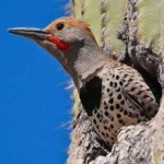 image of bird