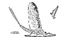 image of mayfly