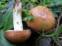 image of mushrooms