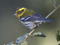 image of warbler