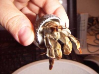image of hermit_crab
