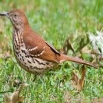 image of bird