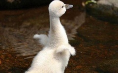 image of swan