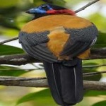 image of red_naped_trogon #33