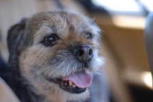 image of border_terrier #23