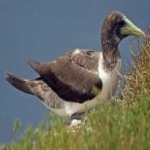 image of bird