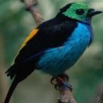 image of bird