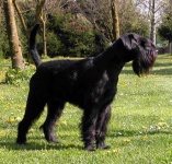 image of standard_schnauzer