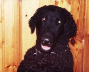 image of curly_coated_retriever