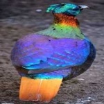 image of bird