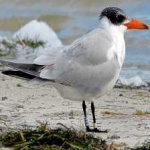image of bird