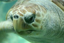 image of loggerhead