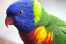 image of lory