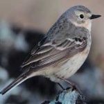 image of bird