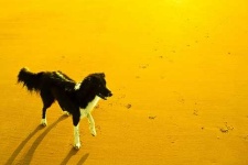 image of border_collie