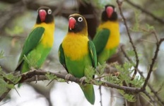 image of lovebird